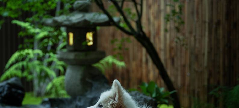 大理一览依山民宿(古城银苍路店)图片