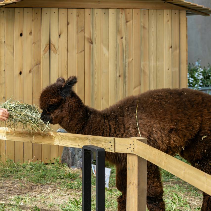 九寨鲁能希尔顿花园酒店图片