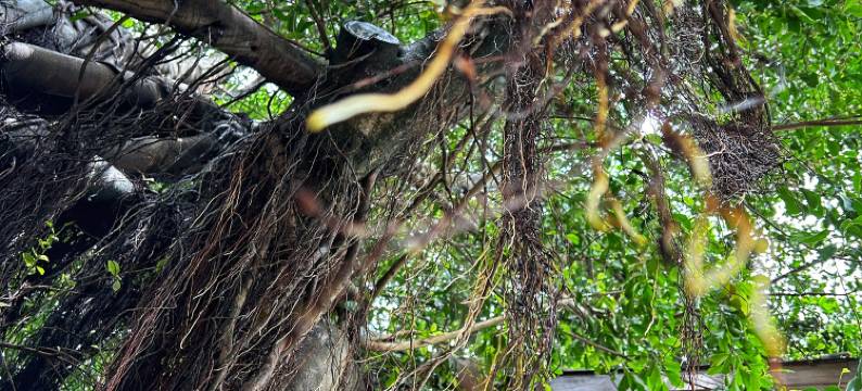 花筑·榕树下的院子(富力海洋文化城店)图片