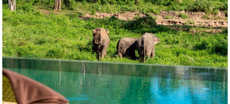 野生小屋大象保护区度假村(Wild Cottages Elephant Sanctuary Resort)图片