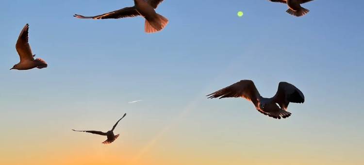 维也纳酒店(天津保税海港店)图片