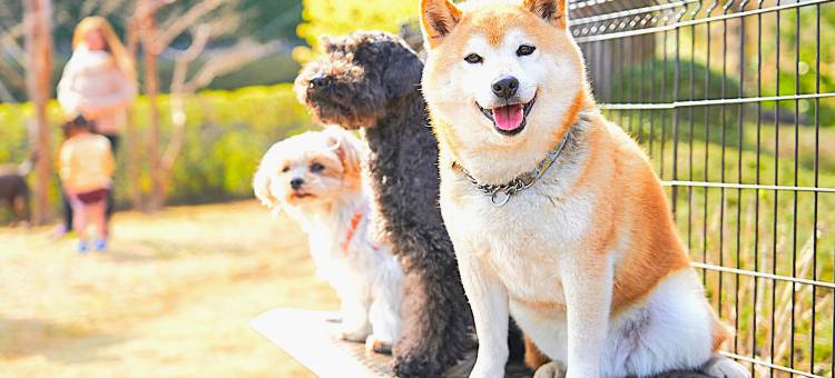 利夫马克斯度假酒店-伊豆高原露台和水疗中心店(LiVEMAX RESORT IZUKOGEN Terrace & Spa)图片