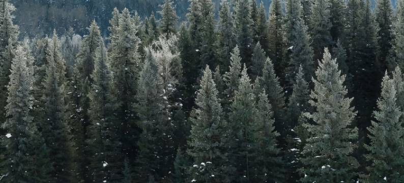 禾木·一号站·一舍Cabin度假民宿(禾木风景区店)图片