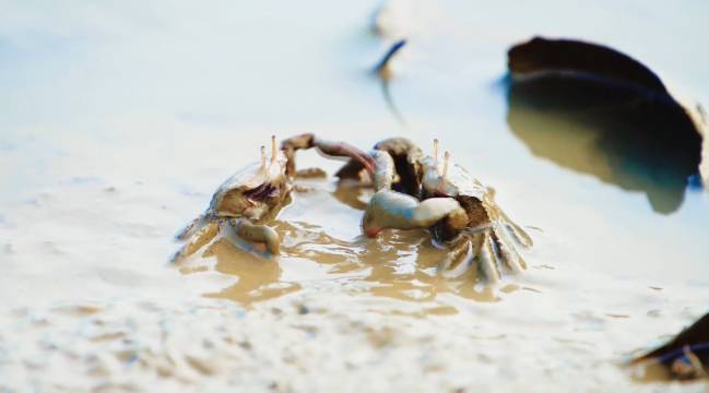 北海银滩碧园开元名都度假村图片