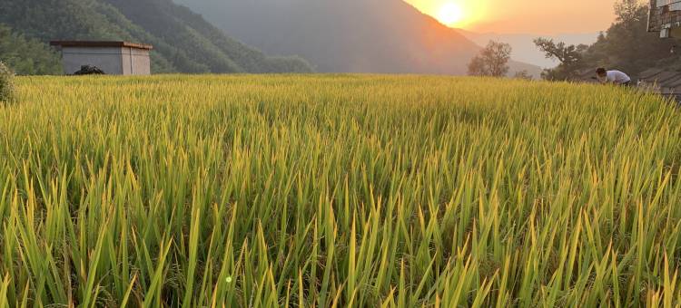 松阳溪山房民宿图片