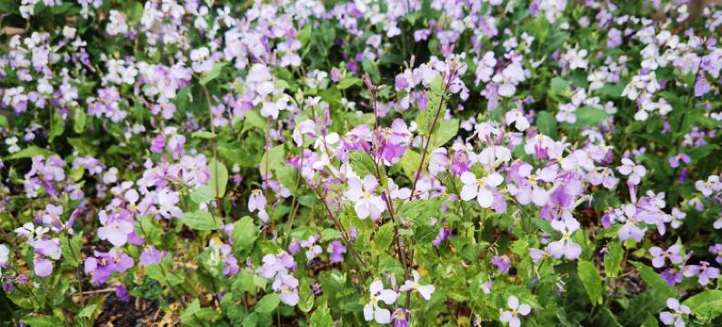 彩云山庄度假村图片