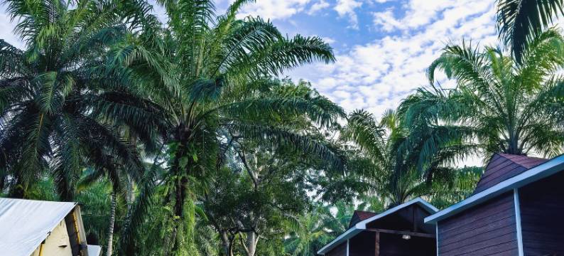 棕榈湖度假村(中文管家服务+免费仙本那镇上/码头接送班车)(Palm Lake Resort)图片