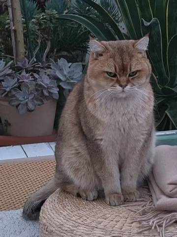 北平花园·北平小院四合院酒店(北京西单金融街店)图片