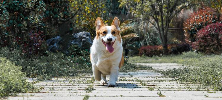 景德镇美集•观山月宠物主题酒店图片