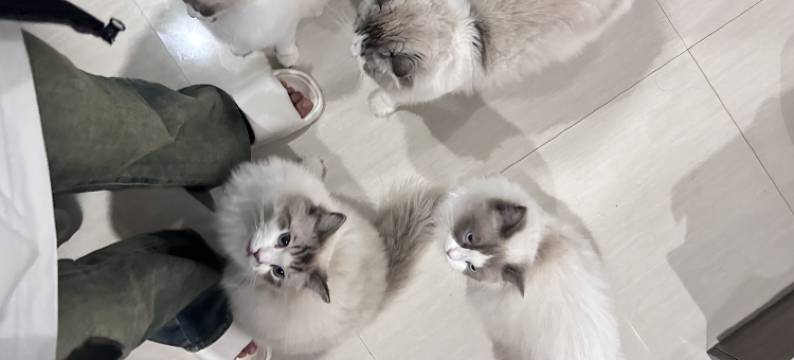 再来一晚猫咖客栈图片