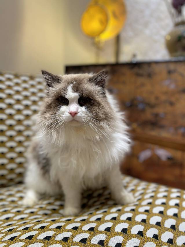 寻觅·花漫里Garden设计师美宿(婺源县文化广场弦高城店)图片