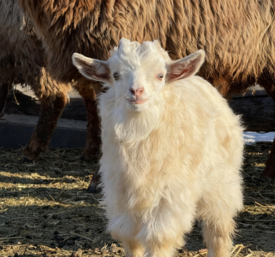 禾木·一号站·一舍Cabin度假民宿(禾木风景区店)图片