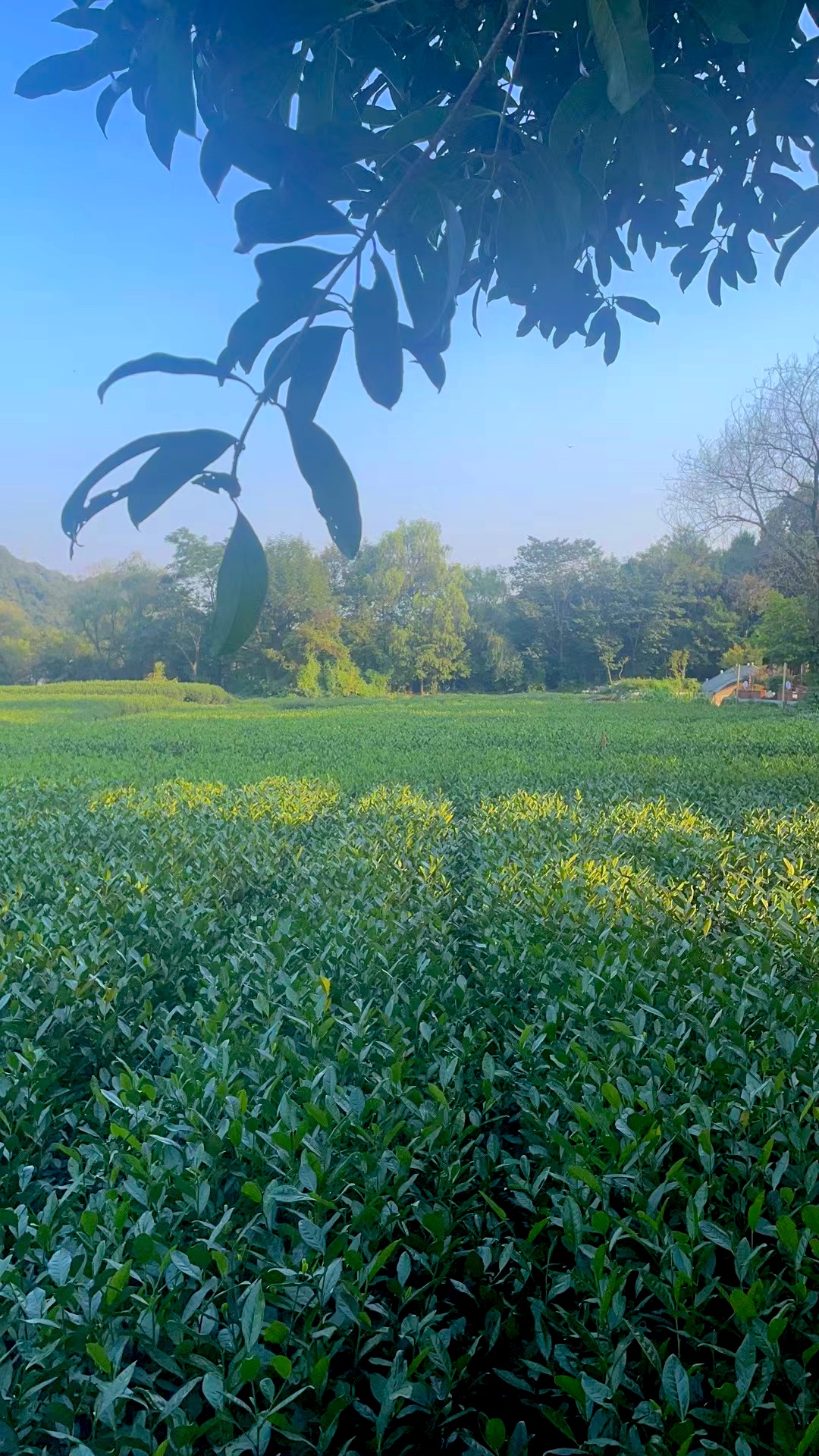 Hangzhou Yggdrasil Yunqi HotelOver view