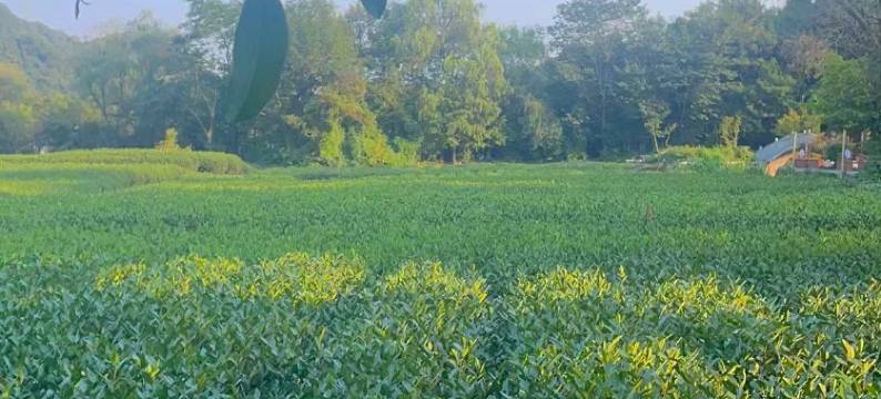 杭州嘉树云栖民宿图片