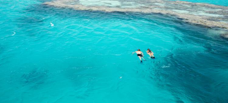 夸丽亚(Qualia)图片