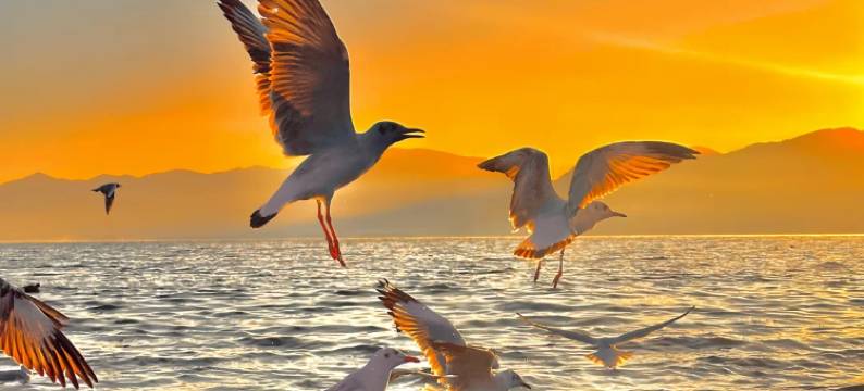 晏坐湖景清奢民宿(泸沽湖猪槽船游湖大落水村店)图片