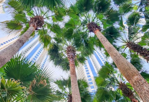 Maple Park Apartment near JI Expo Hotel Overview