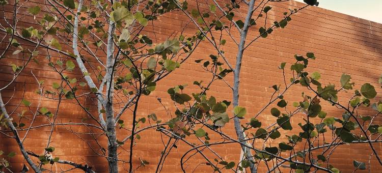 inchantreedoolay huahin图片