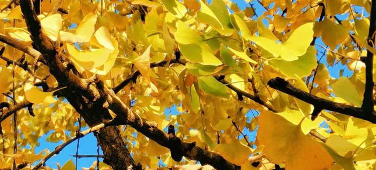 虔美度假酒店(南雄水西小岛店)图片