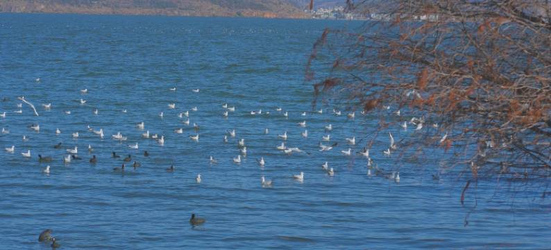 大理自由自在民宿(理想邦店)图片