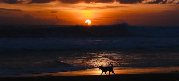 NOEMA 度假村 在 巴厘岛佩雷雷南(Noema Resort Pererenan)图片