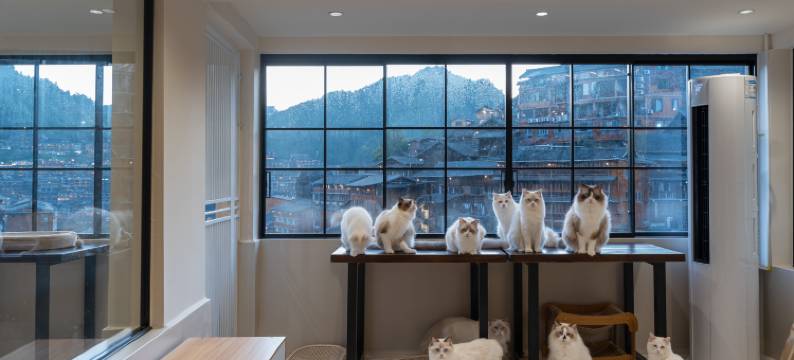 山里有喵观景民宿(西江千户苗寨店)图片