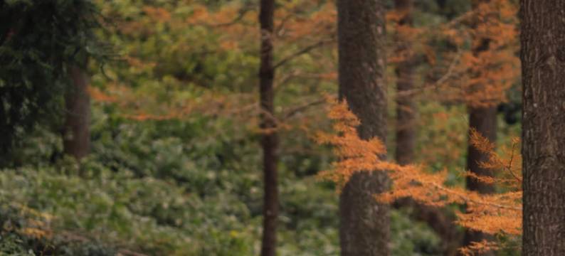 宁国·几里森林·影音MountainandCoffee 美宿(皖南川藏线板桥店)图片