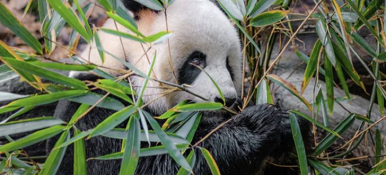 云端·道友民宿(青城山店)图片