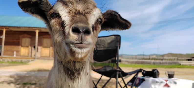 额尔古纳恩和牧场国际青年旅舍图片
