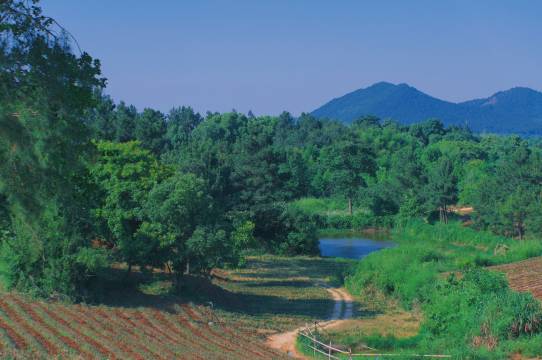 安吉九亩松风帐篷酒店图片