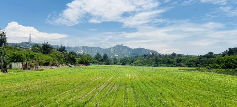 王老爺花園民宿图片