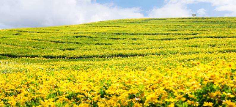 弥勒太平湖森林木屋酒店图片