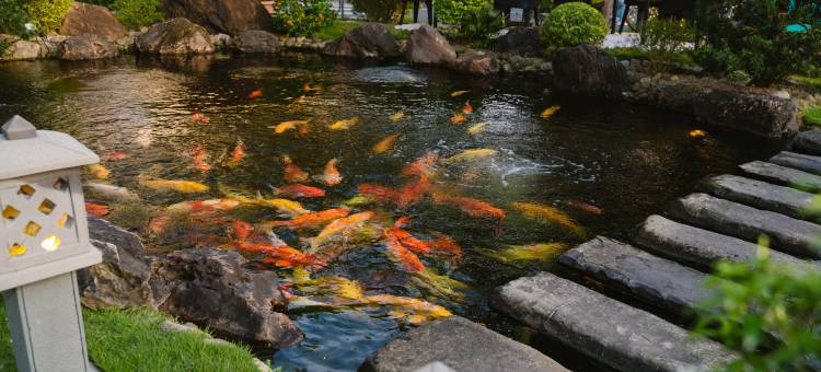 会安艾曼妮提度假村及水疗中心(Almanity Hoi An Resort & Spa)图片
