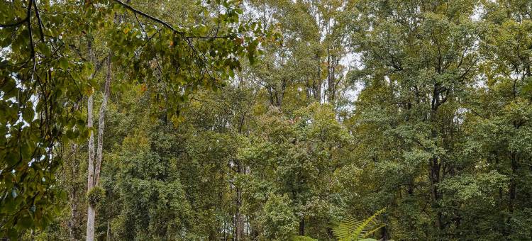 Bobocabin Ranca Upas, Bandung图片
