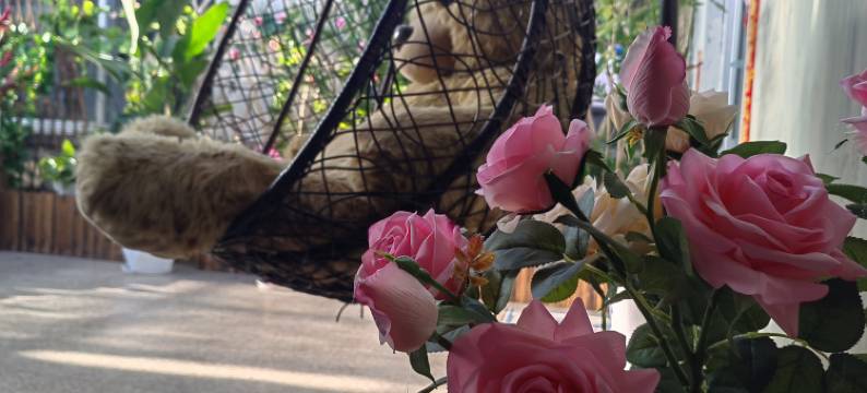 莱西雨林谷民宿图片