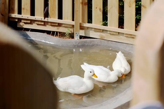 清水岩温泉度假村图片