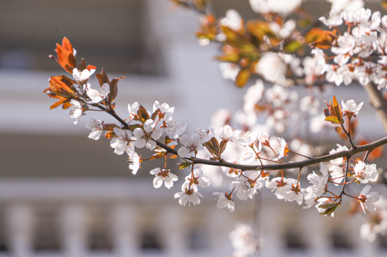 南京苏宁钟山国际高尔夫酒店图片