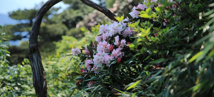 山水日记·Nature sunshine自然丨山野美宿(三清山港首索道店)图片