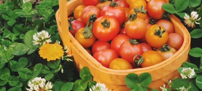 嘉兴梅花洲美宿图片