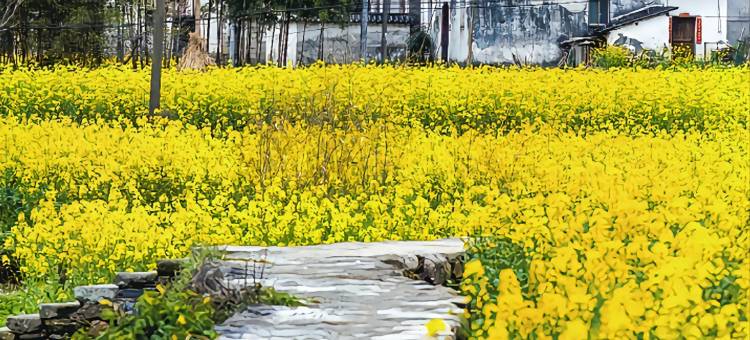 婺源云栖·七遇180°花海观景民宿(篁岭景区店)图片