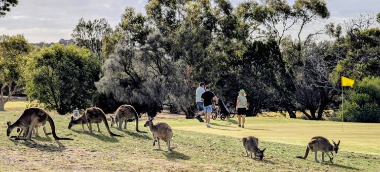 Breakfree维里纳湾酒店(BreakFree Wirrina Cove)图片