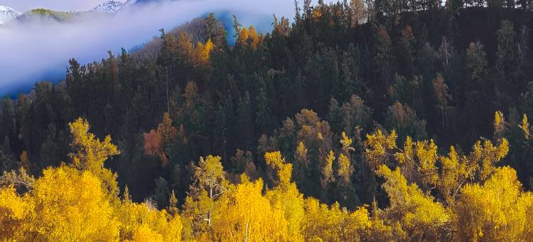 塔尔民宿(白哈巴店)图片