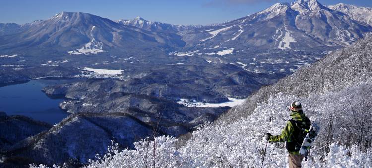 Echoland斑尾(Echoland Madarao)图片