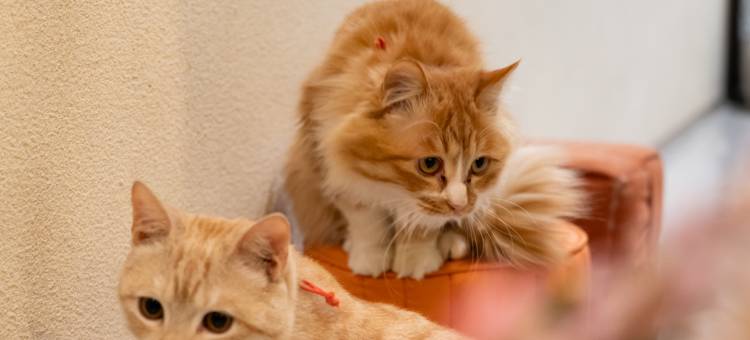 花筑·香山草堂(洛阳龙门石窟店)图片