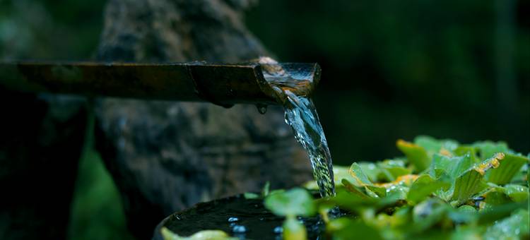 花筑奢·黄山苦株树故事民宿图片