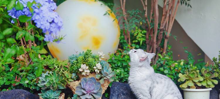 花筑·静若繁华(栾川老君山凤凰天街店)图片