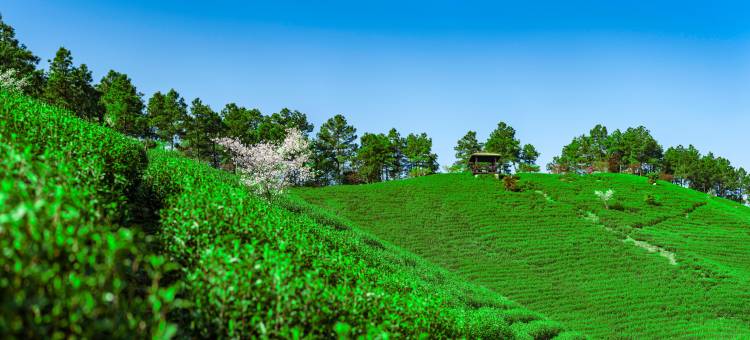 安吉绿郡龙山驿酒店图片