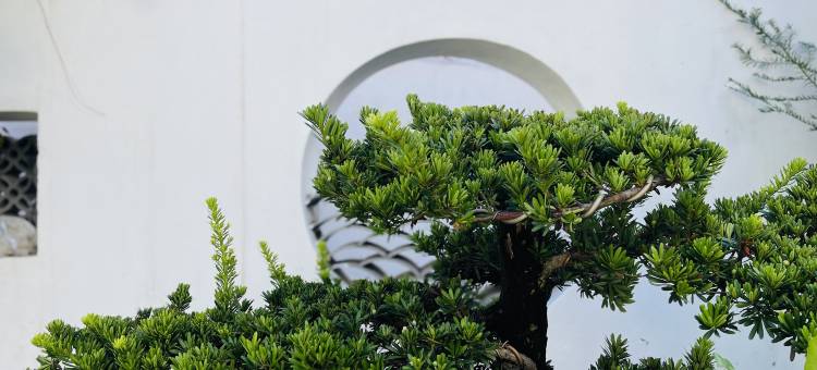 十里禾风・花园民宿(喜洲古镇店)图片