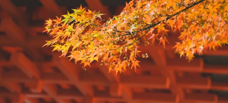 千岛湖燕山君澜度假酒店图片