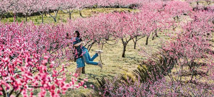 茶马道桃花谷丽世山居图片